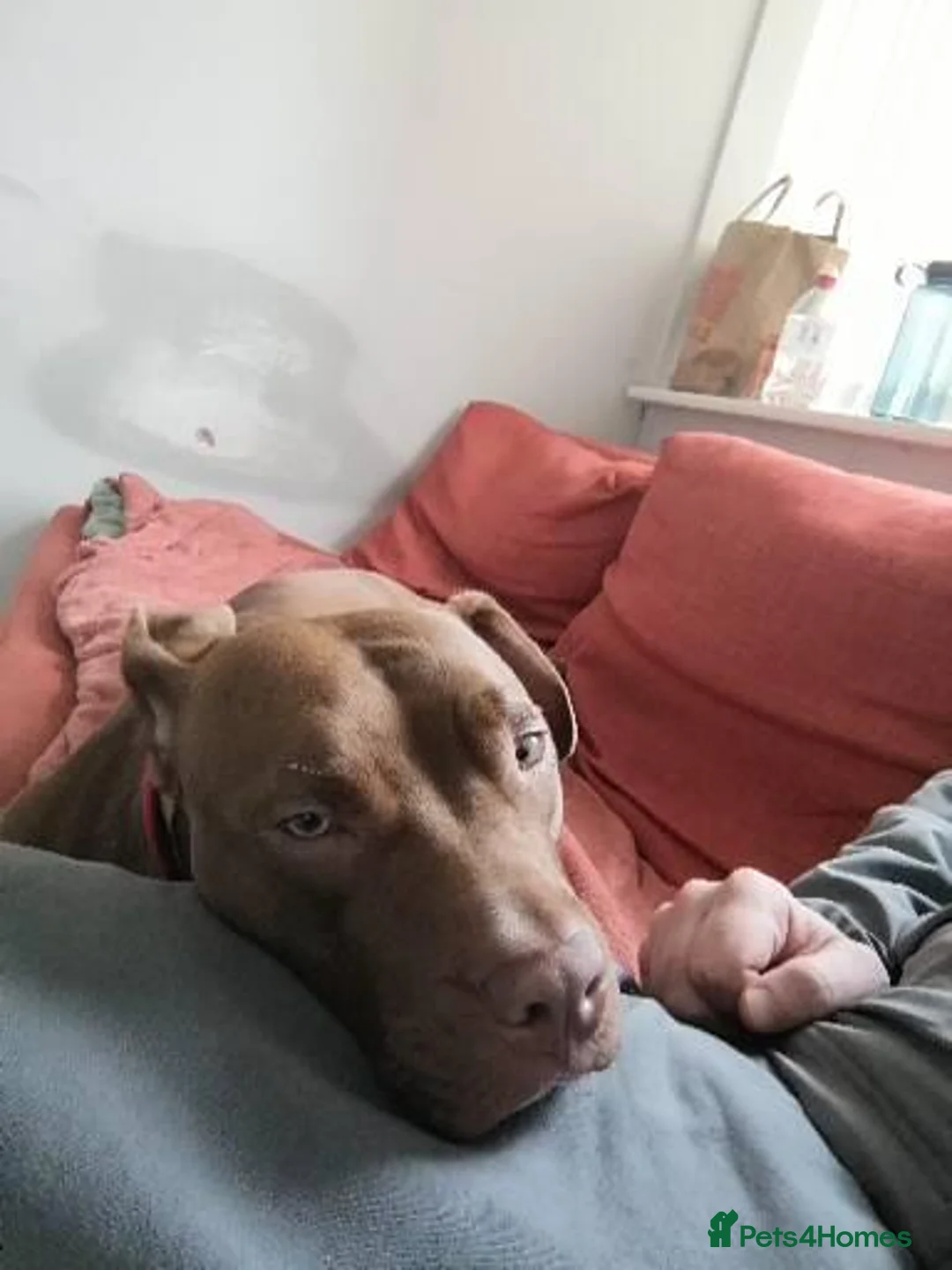 Mixed Breed dogs for sale: Staff x for sale must go today  - Advert 8