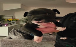 Staffordshire Bull Terrier dogs for sale: **LAST GIRL** STAFFORDSHIRE BULL TERRIOR PUPPIES - Image 24