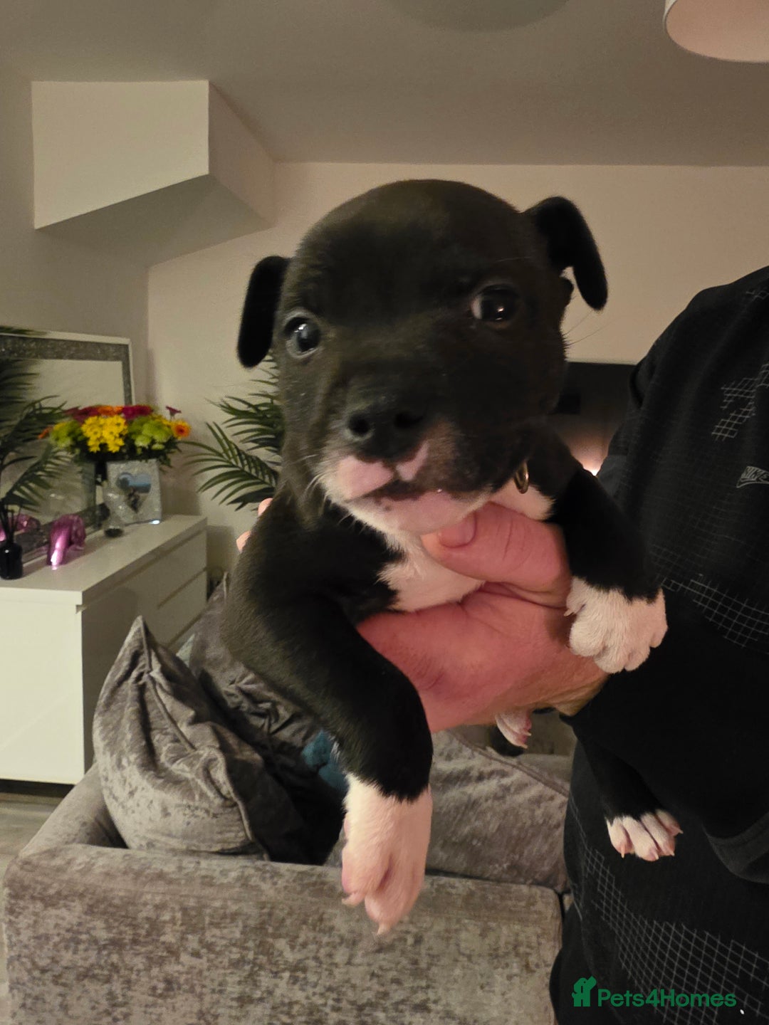 Staffordshire Bull Terrier dogs for sale: **LAST GIRL** STAFFORDSHIRE BULL TERRIOR PUPPIES - Image 24