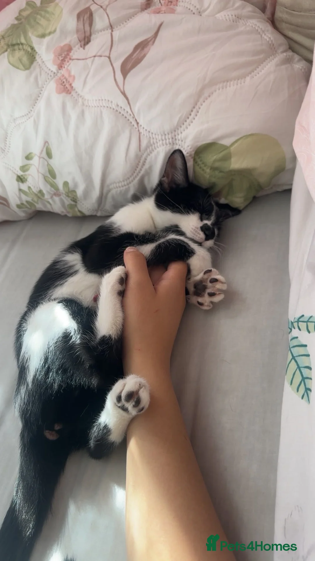 Mixed Breed cats for sale: Black and white tuxedo female with golden eyes  - Advert 2