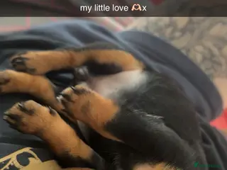 Dachshund dogs Dachshund - Advert 1