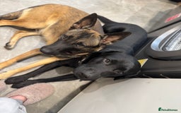 Mixed Breed dogs for sale: Belgian mal x Black lab - Image 6