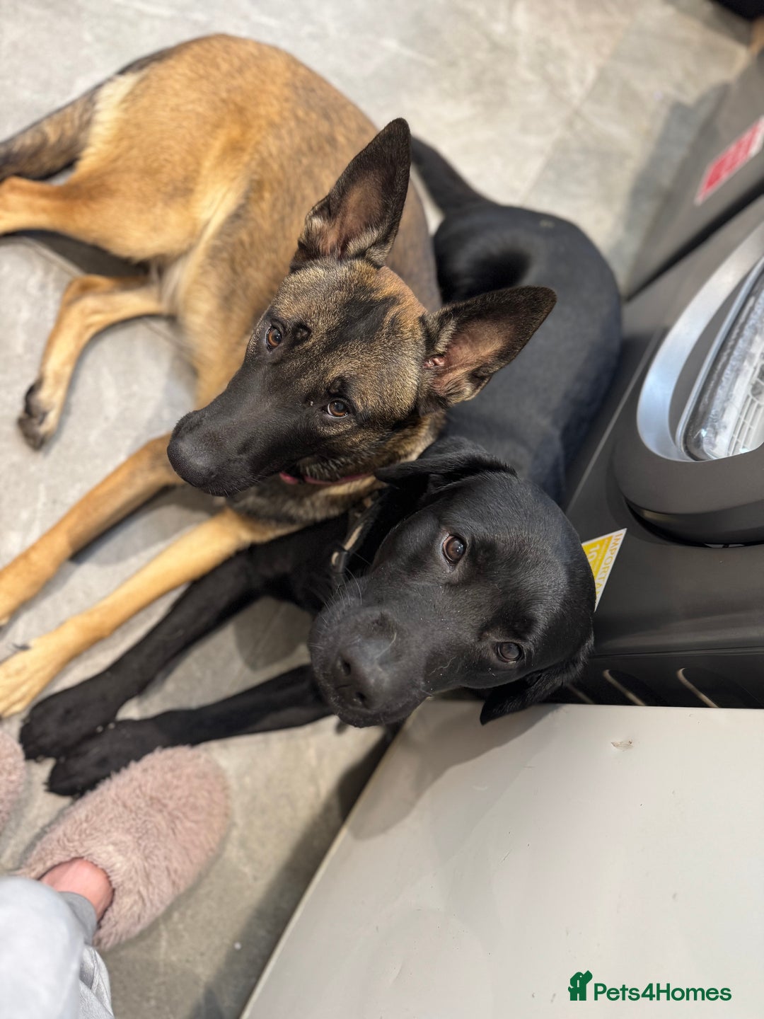 Mixed Breed dogs for sale: Belgian mal x Black lab - Image 6