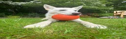 German Shepherd dogs for sale: White German Shepherd Dog 6 Years Old - Advert 5