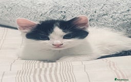 Mixed Breed cats for sale: 4 month old kittens looking for forever homes! - Advert 16