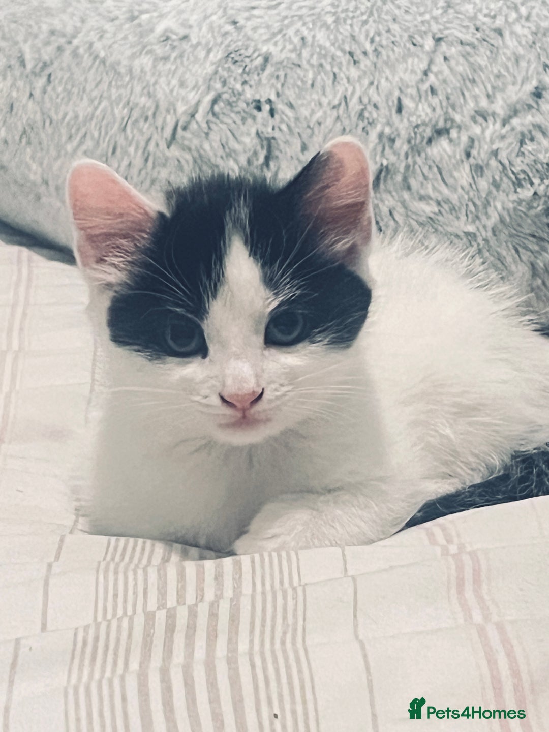 Mixed Breed cats for sale: 4 month old kittens looking for forever homes! - Advert 16