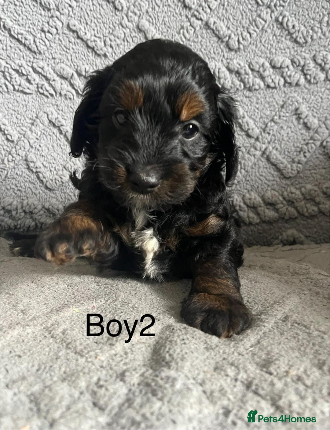 Mixed Breed dogs for sale: Poodle x Biewer terrier boys  - Image 9