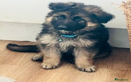 German Shepherd dogs for sale: 🌟READY🌟- KC registered Long Haired GSD pups♥️ - Image 2