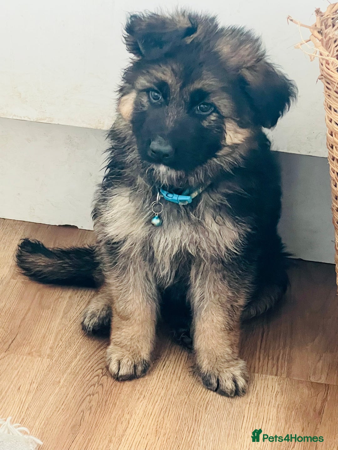 German Shepherd dogs for sale: 🌟READY🌟- KC registered Long Haired GSD pups♥️ - Image 2