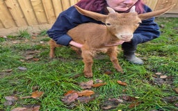 Goats livestock for sale: Super Friendly British Guernsey Goat Kids - Image 3
