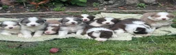 Border Collie dogs for sale: Gorgeous KC Registered Health Tested Border Collie - Advert 14
