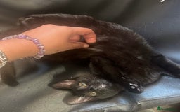 Mixed Breed cats for sale: 3 kittens available now  - Image 6