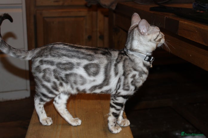 Bengal cats - Advert 17