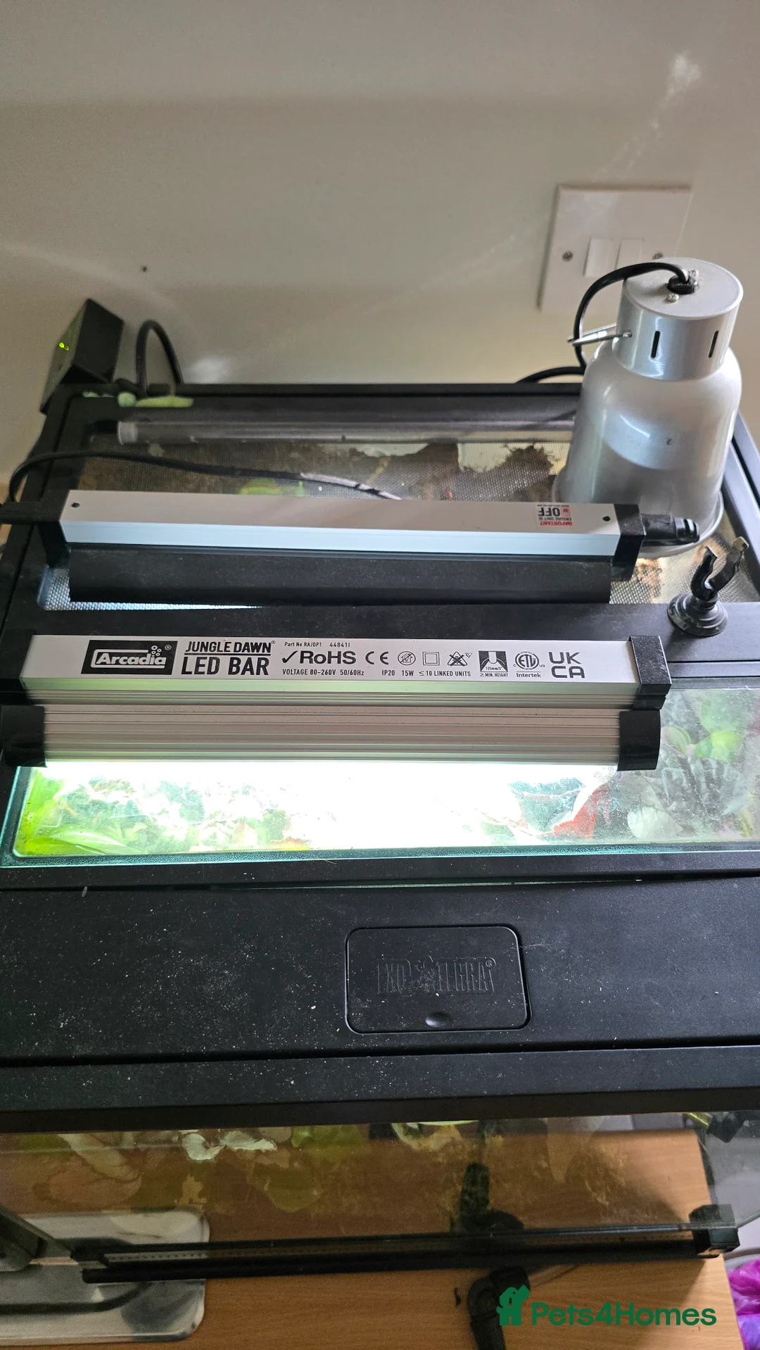 Frog reptiles for sale: 🌿🐸 Bioactive Dart Frog Vivarium – Fully Planted, - Advert 3