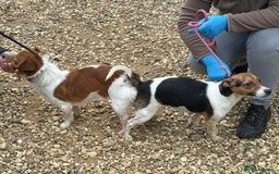 Jack Russell dogs for sale: Jack Russell terriers  - Image 8