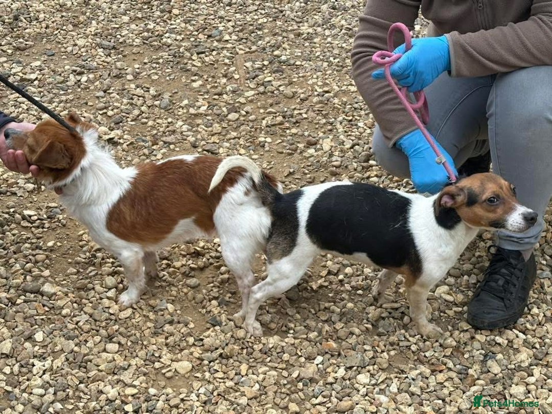 Jack Russell dogs for sale: Jack Russell terriers  - Image 8