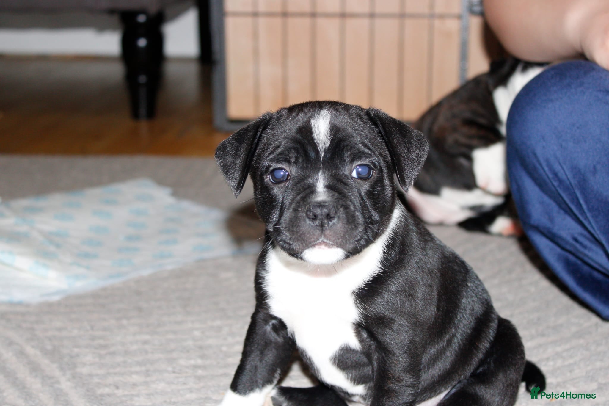 Staffordshire Bull Terrier dogs Kc registered Staffordshire bull terrier pups - Advert 1