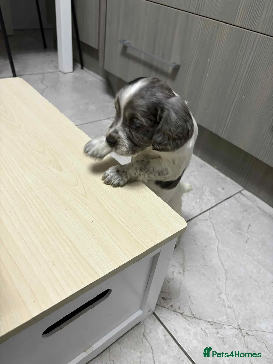 Sprocker dogs for sale: 7 Sprocker spaniels - Advert 5