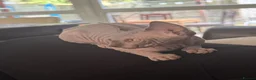 Sphynx cats for sale: Adorable sphynx girl  - Advert 4