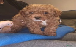 Cavapoo dogs for sale: 9 Week Old Cavapoo for sale (To Be Rehomed) - Image 4