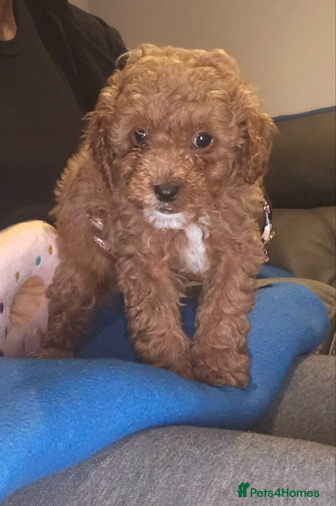 Cavapoo dogs for sale: 9 Week Old Cavapoo for sale (To Be Rehomed) - Image 4