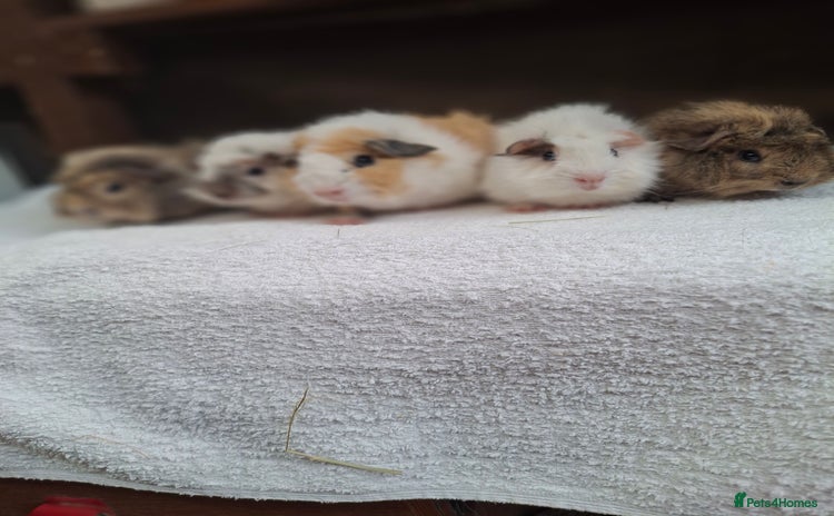Guinea Pig rodents - Advert 1