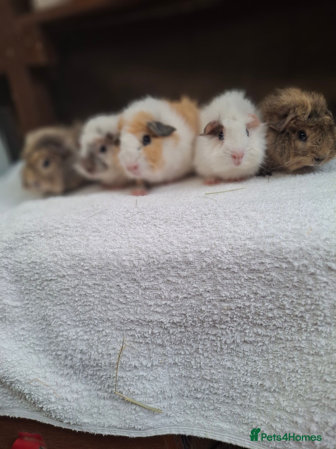 Guinea Pig rodents for sale: Baby Male Guineapigs  - Image 1