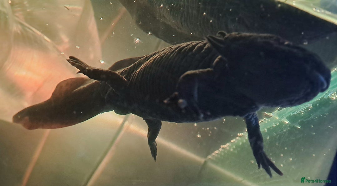 Axolotl reptiles for sale: Axolotls  - Image 24