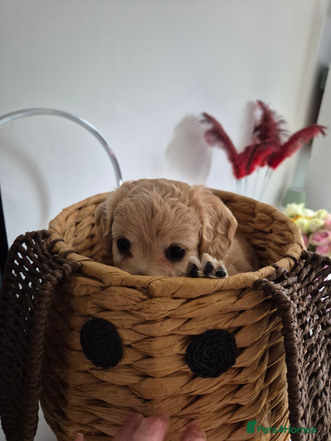 Mixed Breed dogs for sale: F1 Cockapoo and Maltipoo hybrid - Image 18