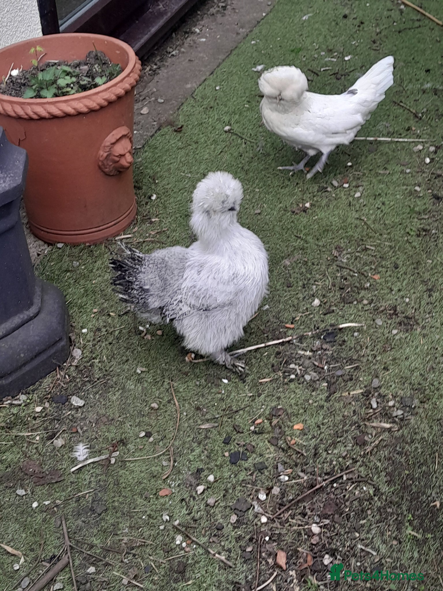 Chickens poultry 2 beautiful girls at point of lay. £30 each - Advert 17