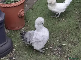 Chickens poultry 2 beautiful girls at point of lay. £30 each - Advert 17