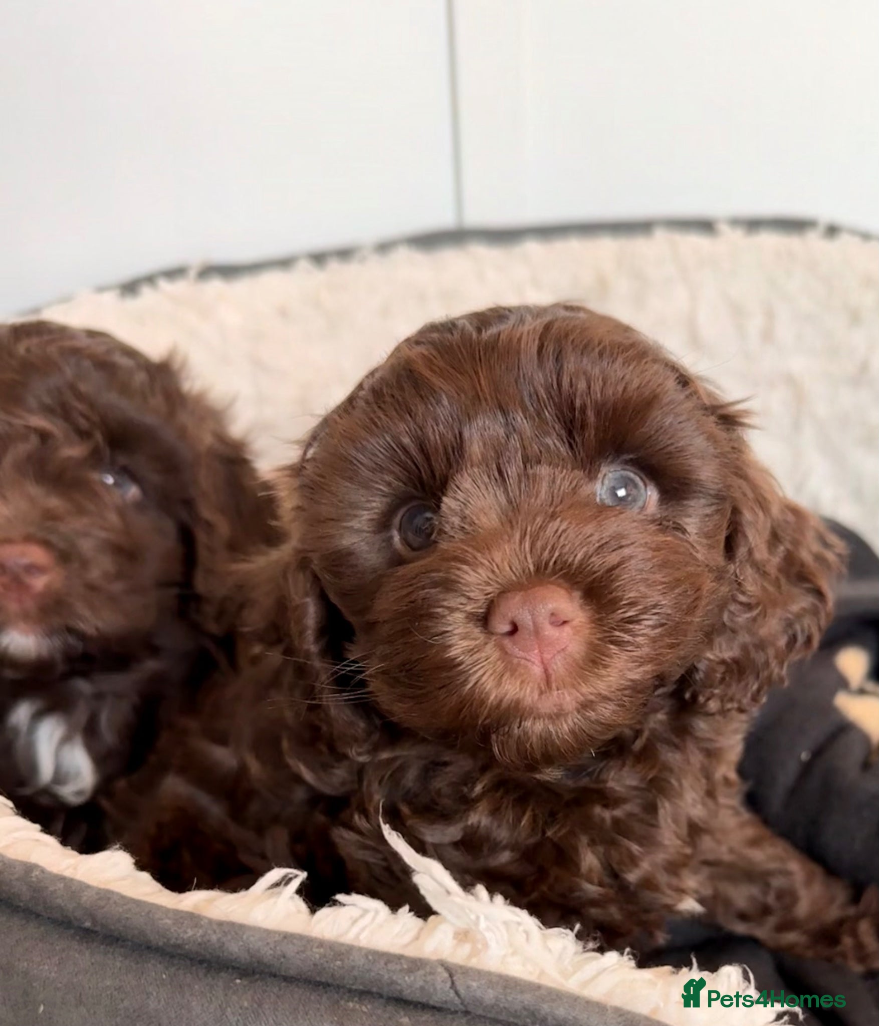 Mixed Breed dogs  Ready to go Cavapoo/Cockapoo pups £1650 OVNO  - Advert 2