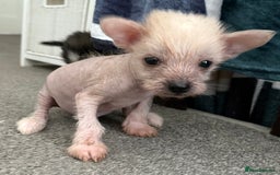 Chinese Crested dogs for sale: HHL Chinese Cresteds  - Image 12
