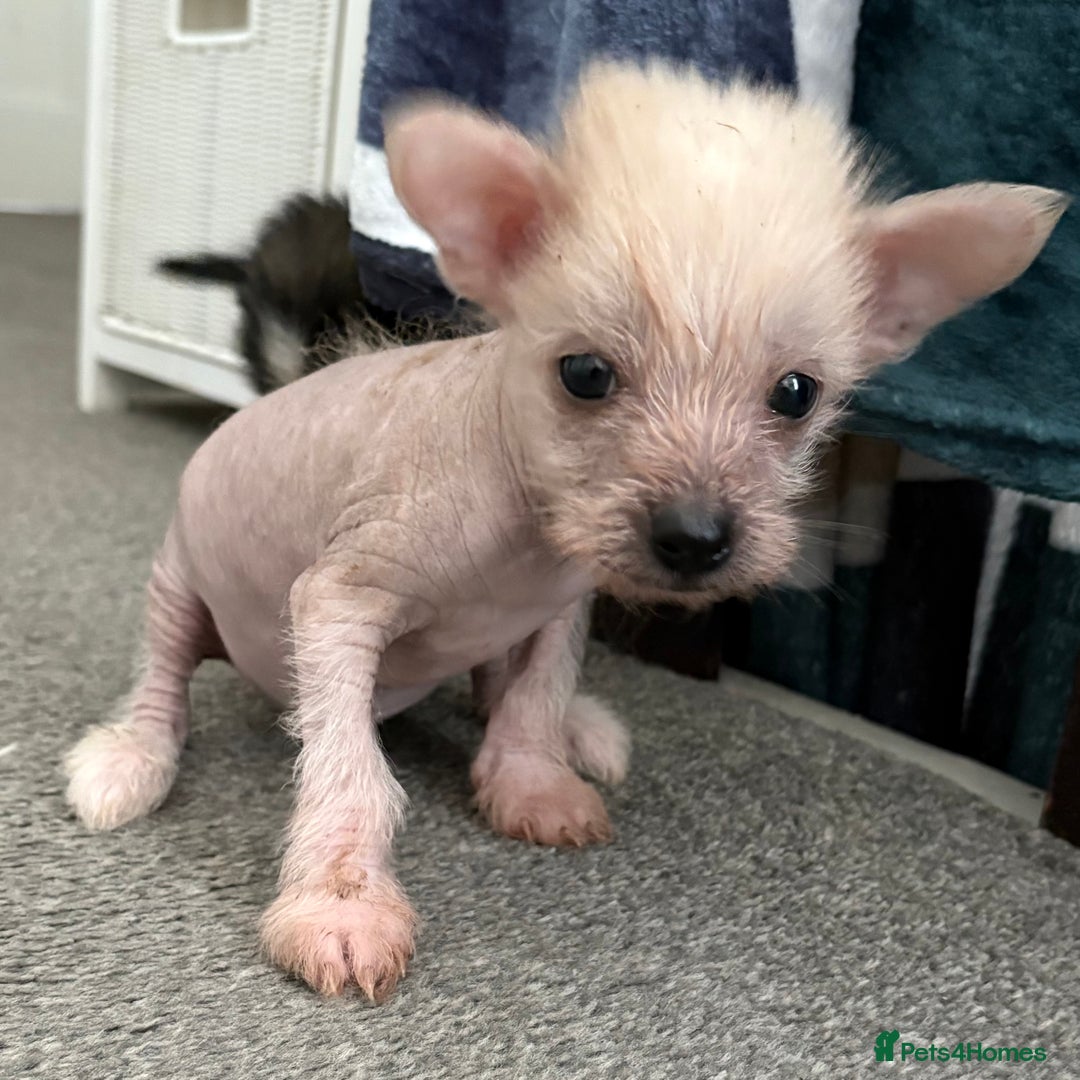 Chinese Crested dogs for sale: HHL Chinese Cresteds  - Image 12