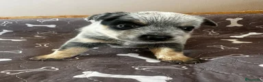 Australian Cattle Dog 8