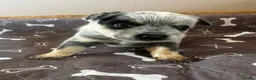 Australian Cattle Dog dogs for sale: Stunning cattle dogs waiting list now open - Advert 15