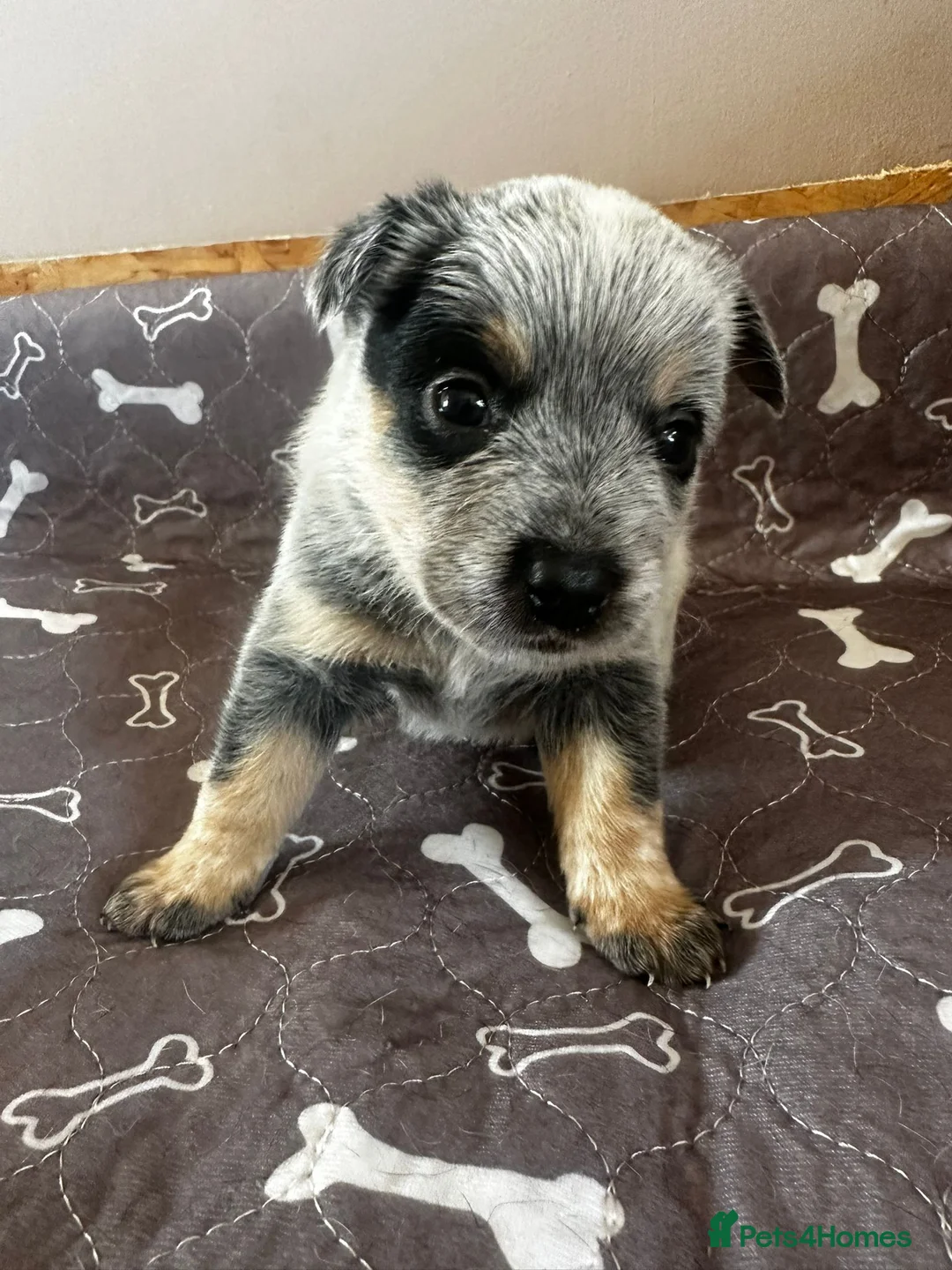 Australian Cattle Dog dogs for sale: Stunning cattle dogs waiting list now open - Advert 15