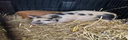 Pig livestock for sale: Micro pigs  - Advert 3