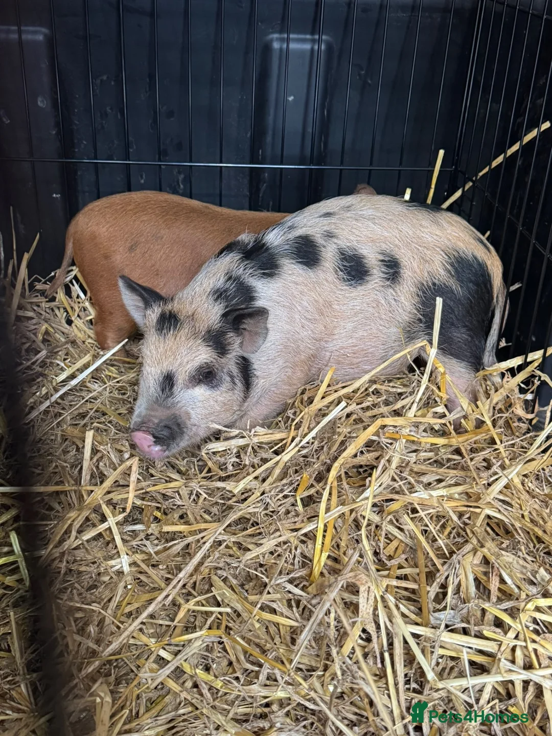 Pig livestock for sale: Micro pigs  - Advert 3