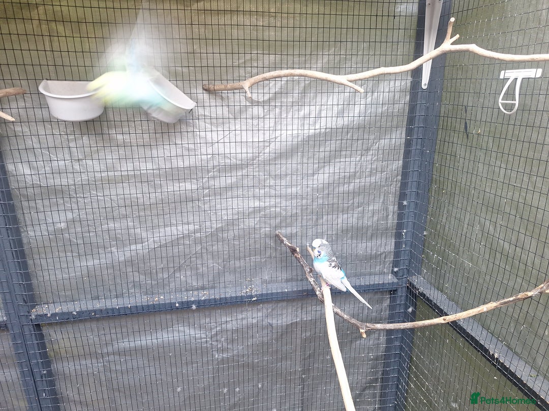 Budgerigars birds for sale: budgies for sale birmingham. - Image 8