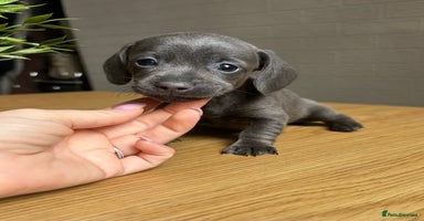 Miniature Dachshund dogs - Advert 16