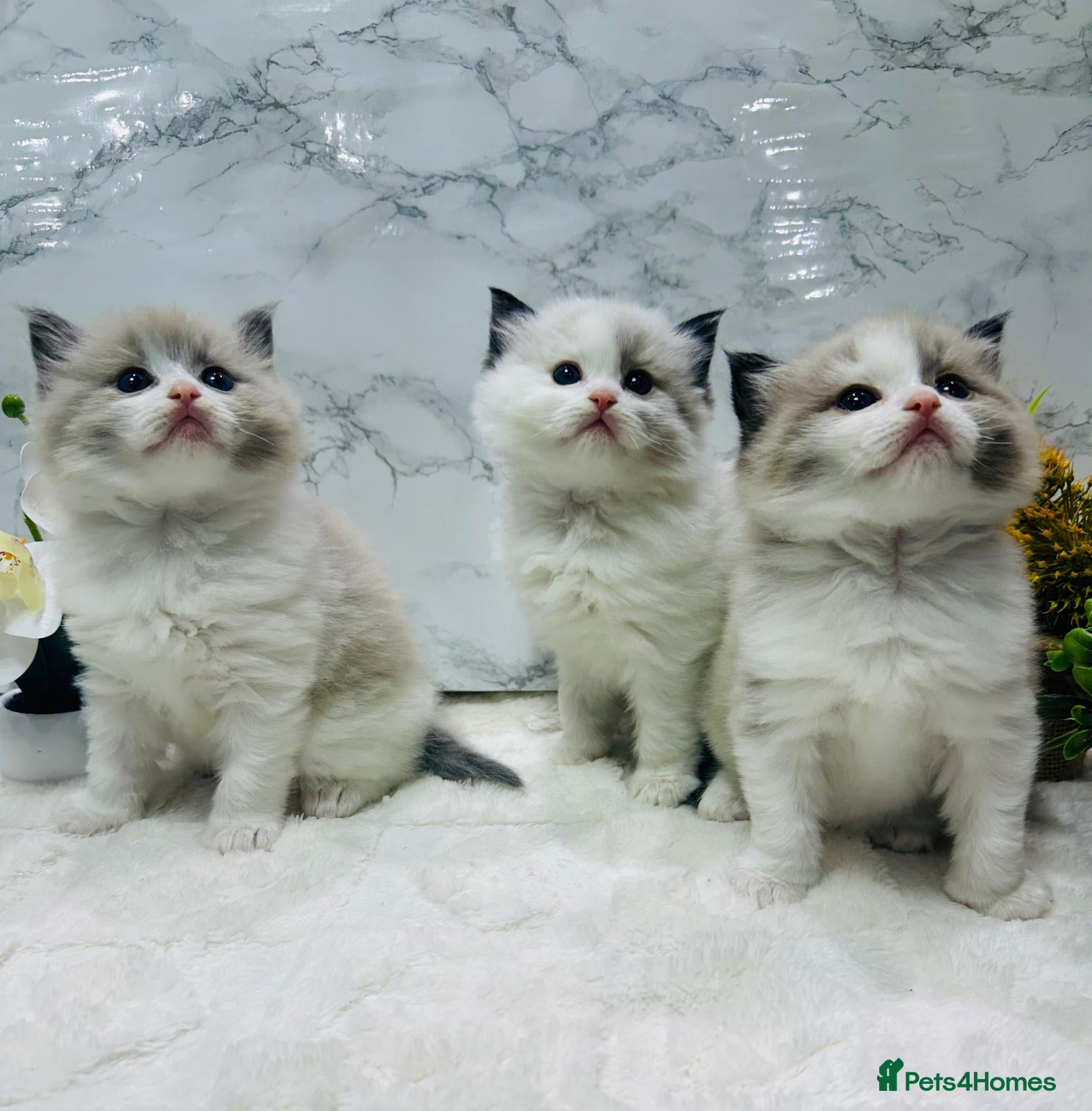 Ragdoll cats  Tica registered full pedigree ragdolls - Advert 1