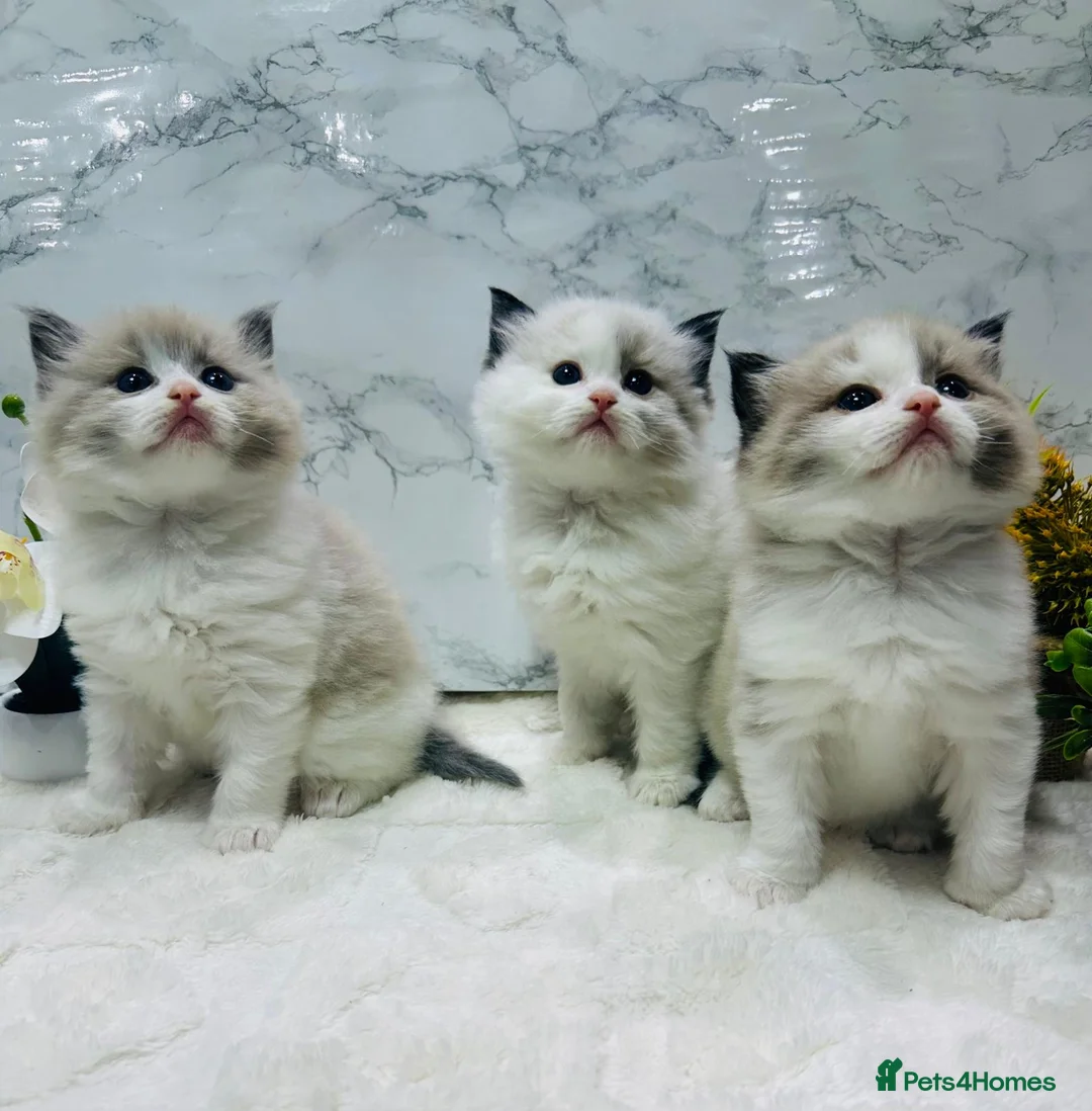 Ragdoll cats for sale:  Tica registered full pedigree ragdolls - Advert 1