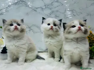 Ragdoll cats Tica registered full pedigree ragdolls - Advert 1