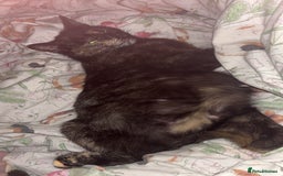 Persian cats for sale: Beautiful kittens girls  - Image 3