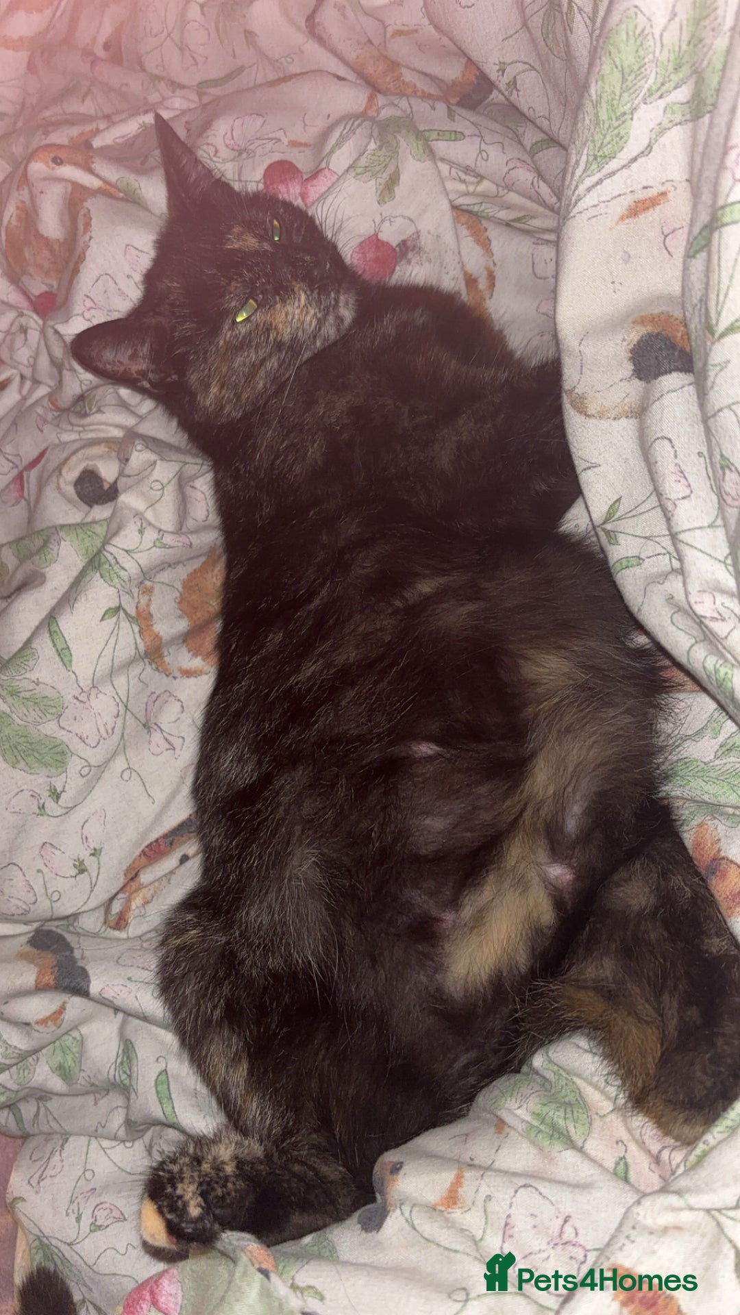 Persian cats for sale: Beautiful kittens girls  - Image 3