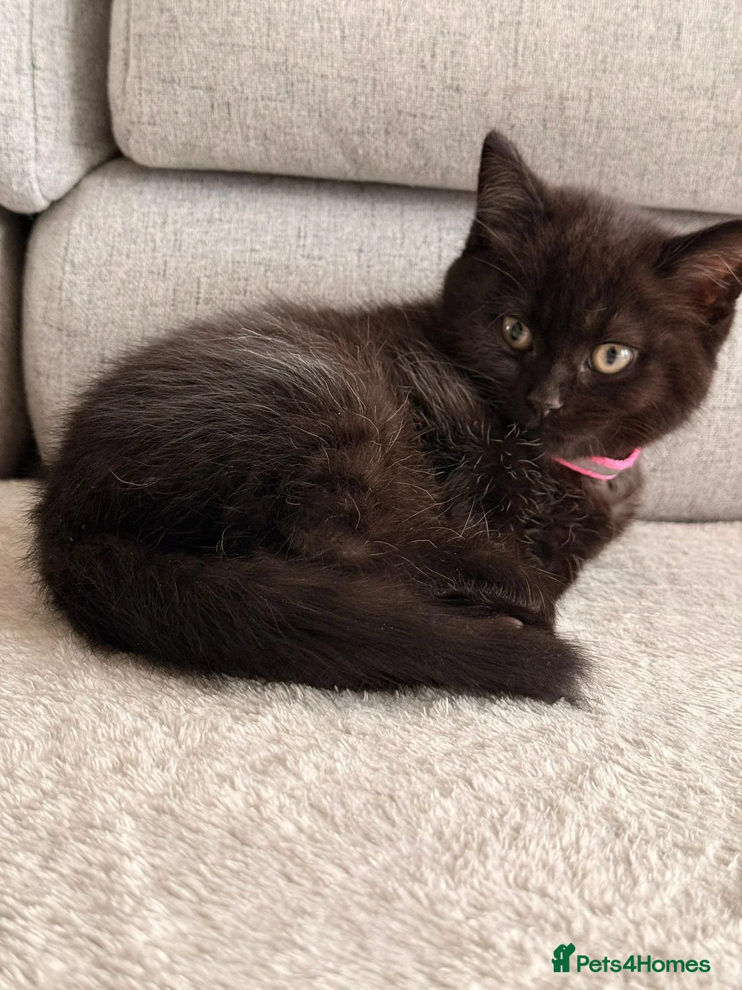 Mixed Breed cats for sale: British Shorthair Cross - Advert 8