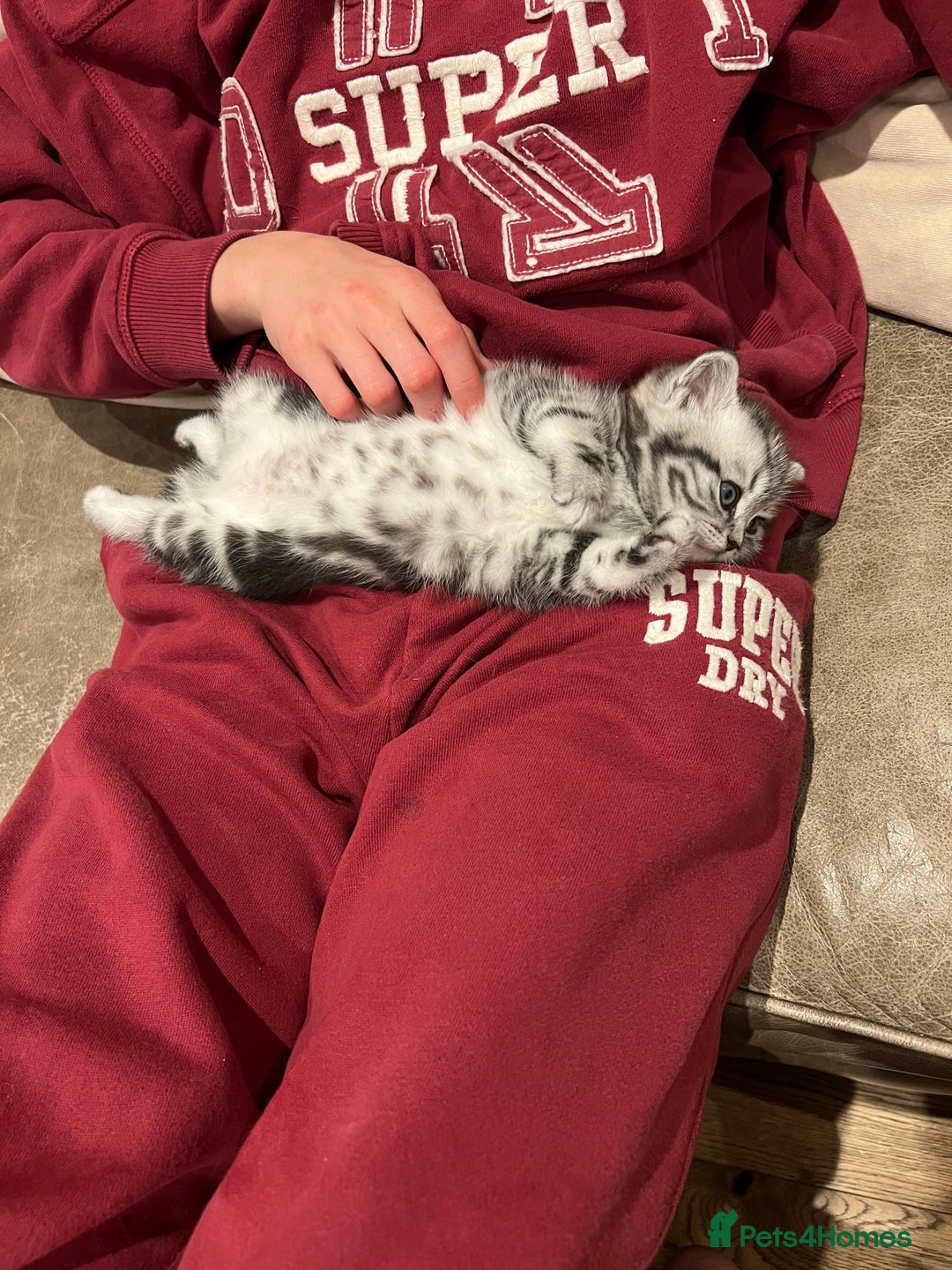 Scottish Fold cats for sale: Duke ( silver tabby Scottish straight)  - Advert 4