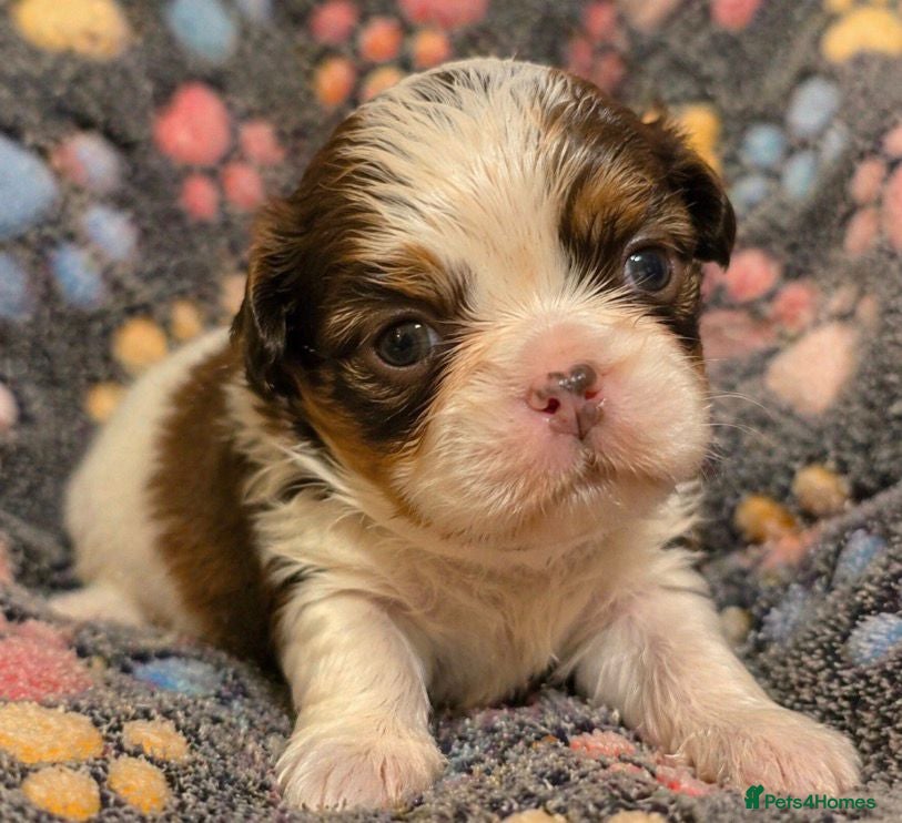 Shih Tzu dogs Standard Health Tested Kennel Club - Advert 1