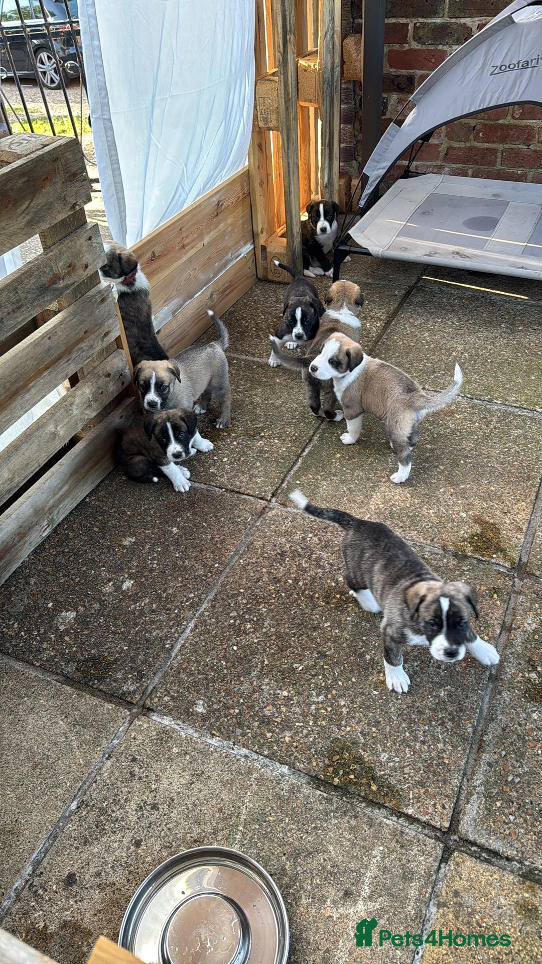 Mixed Breed dogs for adoption: Forest Gumps Litter - Image 6